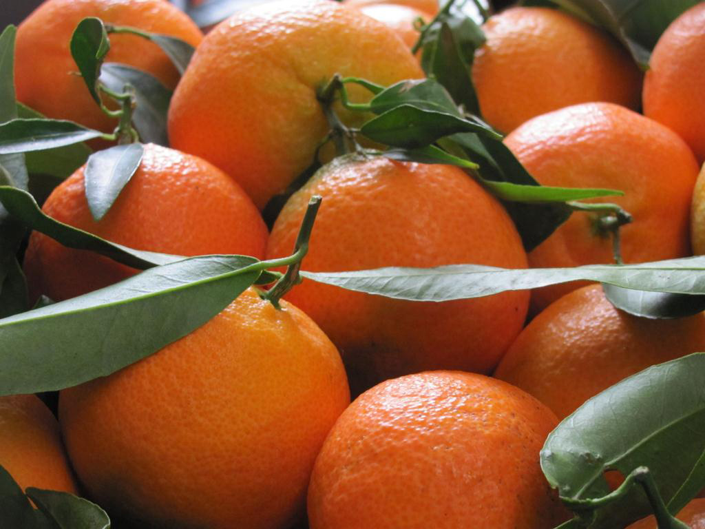 clementine calabria