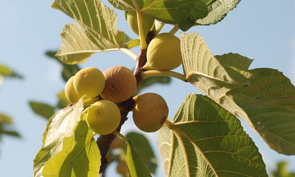 FICHI DI COSENZA DOP