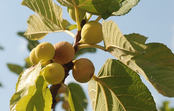 fichi di consenza dop600