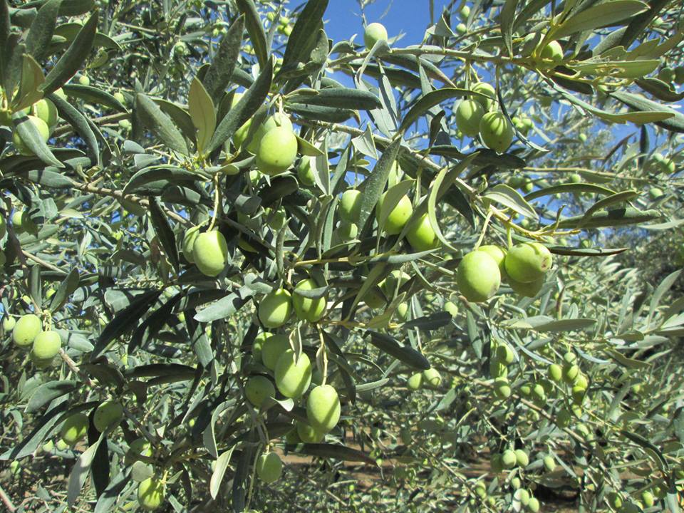 olio lametia