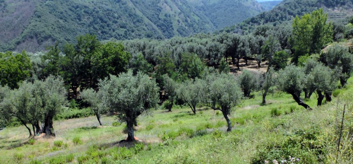 uliveti santeufemia daspromonte1140