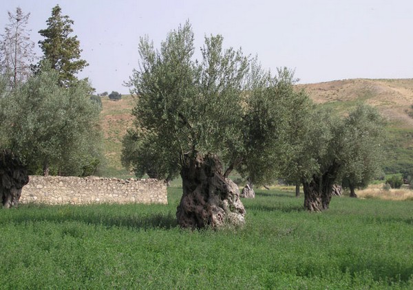 Olio Alto Crotonese DOP600