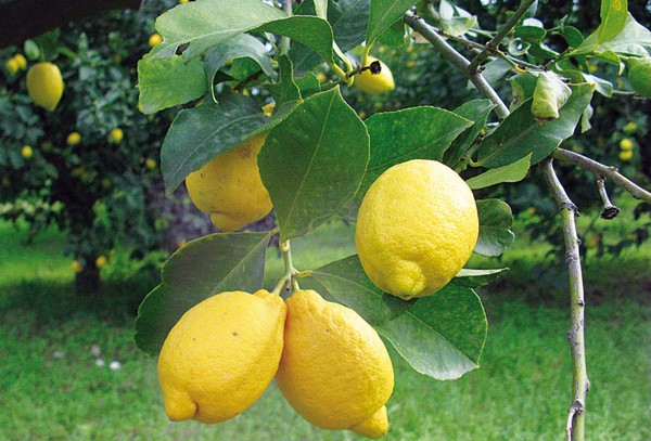 limoni di rocca imperiale600