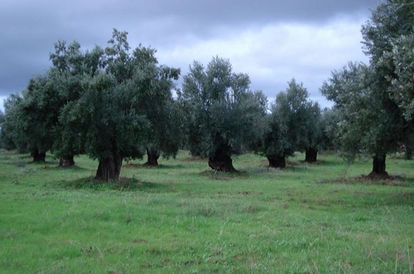 olio bruzio dop600