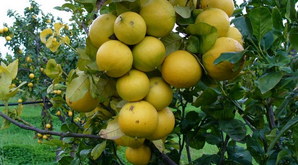 BERGAMOTTO DI REGGIO CALABRIA dop