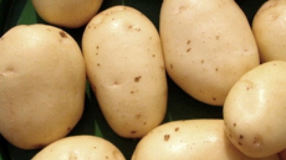 patata sila580 apertura